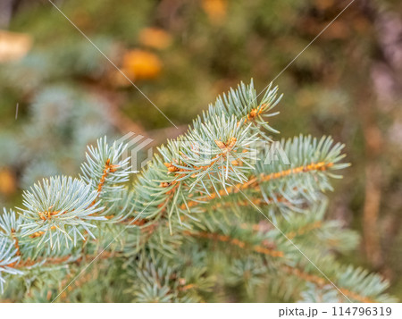 Fir branch with needles in the sunset light Fir branch with needles in the sunset light 114796319