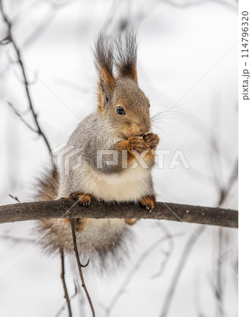 The squirrel with nut sits on tree in the winter or late autumn The squirrel with nut sits on tree in the winter or late autumn 114796320