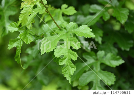 初夏のクワ（桑）の若葉 114796631
