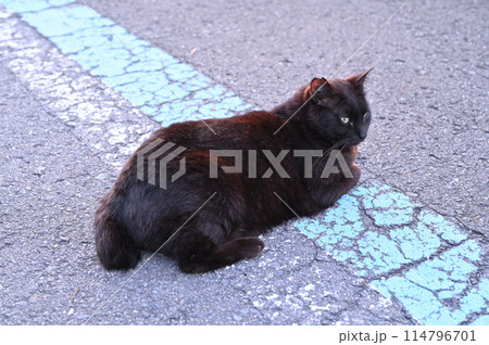 道端で横になる黒猫 道端で横になる黒猫 114796701