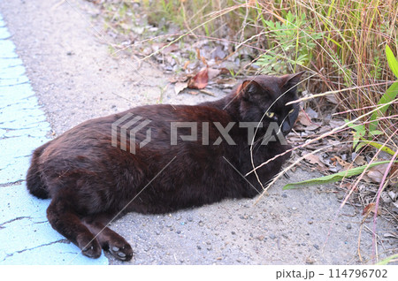 道端で横になる黒猫 114796702