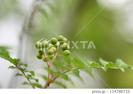 サンショウ（山椒）の青い実 114796710