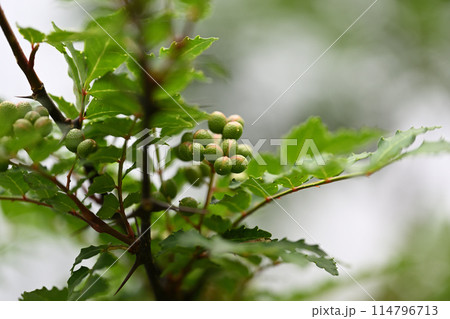 サンショウ（山椒）の青い実 114796713