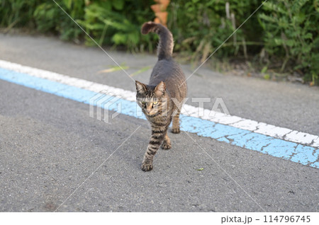 近づいてくるとら猫 114796745