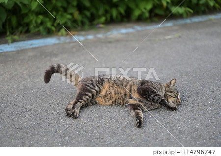 道端で横になるとら猫 114796747