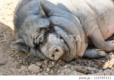 Sleeping Pig Resting on Dirt Ground 114797211