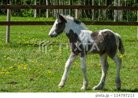 Young Foal in Pasture with Flowers 114797213