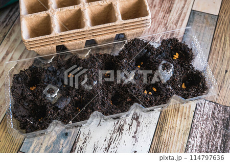 卵パックで苗つくり ワンダーピーマン 卵パックで苗つくり ワンダーピーマン 114797636