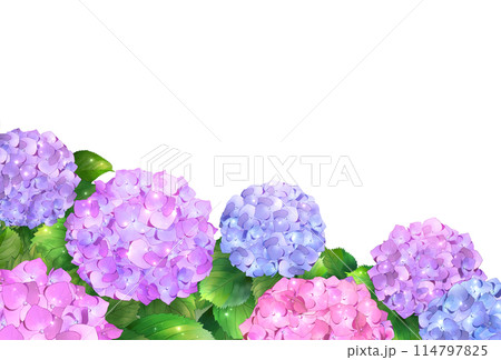 紫陽花のフレーム　白背景　透過 114797825