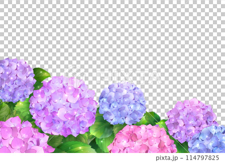 紫陽花のフレーム　白背景　透過 114797825