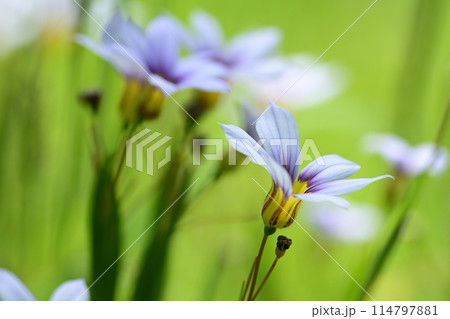 ニワゼキショウの花 114797881