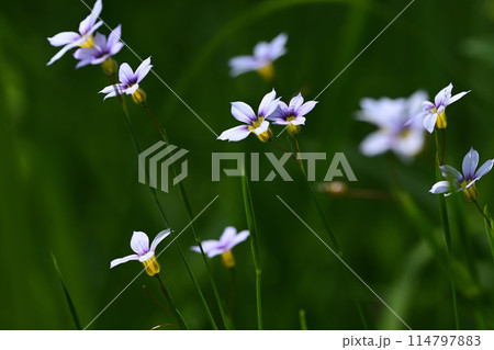 ニワゼキショウの花 114797883