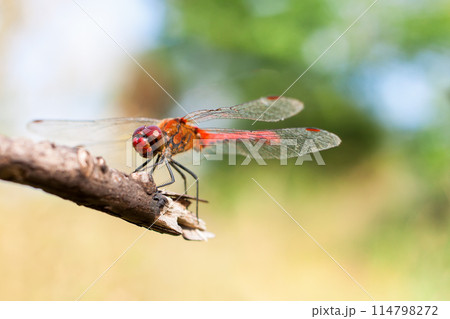 a red dragonfly sitting on the branch. a red dragonfly sitting on the branch. 114798272