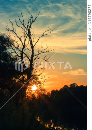 Summer silhouette landscape Summer silhouette landscape 114798275