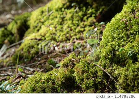 苔の森と砂時計 苔の森と砂時計 114798286