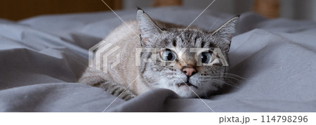見つめる猫 見つめる猫 114798296