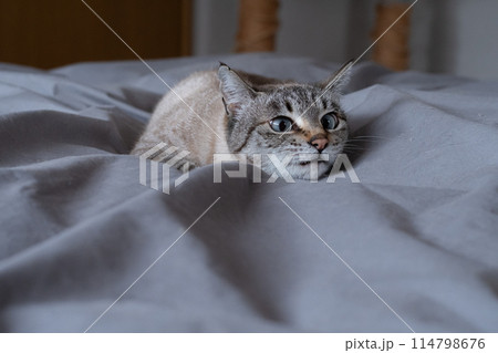 見つめる猫 114798676