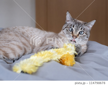おもちゃで遊ぶ猫 おもちゃで遊ぶ猫 114798678