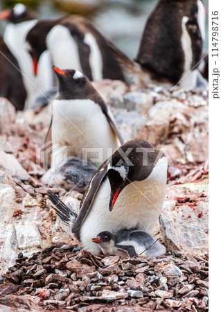 Gentoo Penguin colony on Cuverville island Gentoo Penguin colony on Cuverville island 114798716