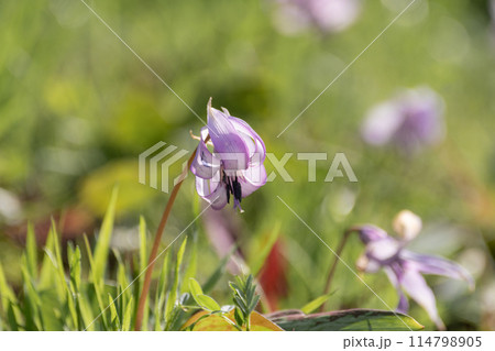 満開のカタクリの花 満開のカタクリの花 114798905