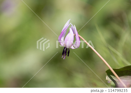 満開のカタクリの花 114799235