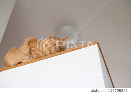 見つめる猫　茶トラ猫 114799241