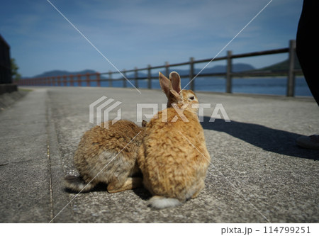 ウサギの島、大久野島 ウサギの島、大久野島 114799251
