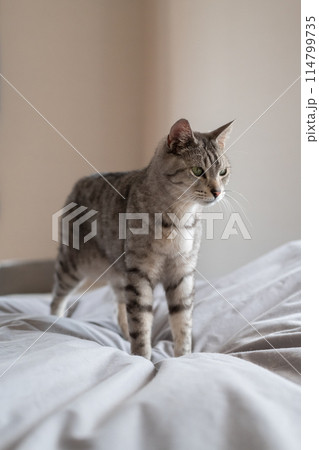 ベッドの上の猫　サバトラ猫 114799735