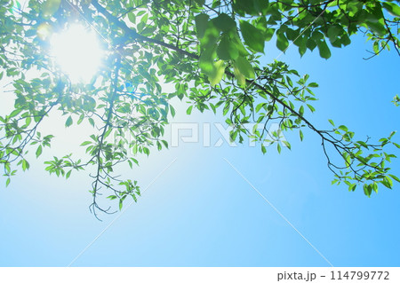 爽やかな新緑と太陽 爽やかな新緑と太陽 114799772