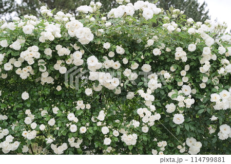 日本、神奈川県の人工島、八景島のバラ園 114799881