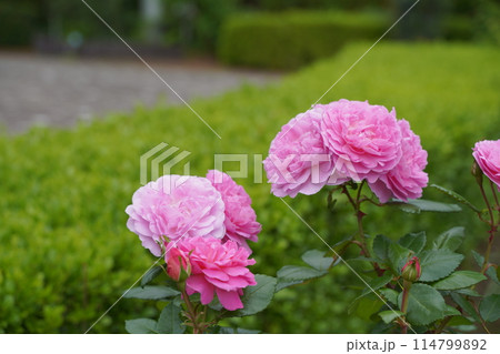 日本、神奈川県の人工島、八景島のバラ園 114799892