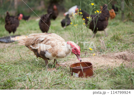 Muscovy duck in the garden in summer 114799924