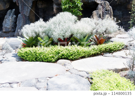 beautiful natural green panorama as a background beautiful natural green panorama as a background 114800135