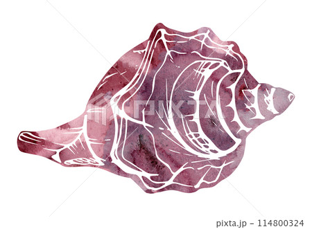 Watercolor and ink hand drawn marine life, sea ocean underwater creatures. fish, shells algae seaweed. Single object illustration, stylized, isolated on white. Zoo shop, aquarium, cosmetics, resort 114800324