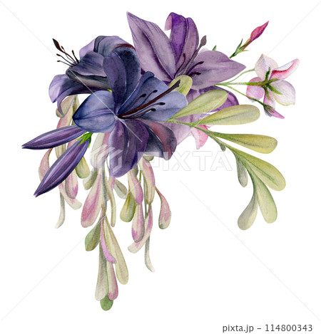 Hand drawn watercolor illustration botanical flowers leaves. Lily clivia amaryllis, locust, ash maple keys, pink lobelia jasmine, willow eucalyptus. Bouquet isolated white. Design wedding, cards 114800343