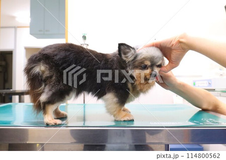 動物病院で受診するチワワの女の子むーちゃん♡ 114800562