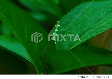 センリョウ科フタリシズカの開花 センリョウ科フタリシズカの開花 114800774