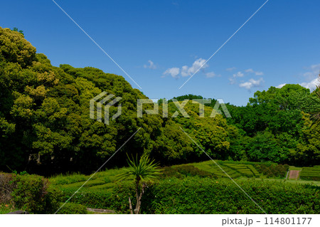 愛知県森林公園沈床花壇のニオイシュロラン 114801177
