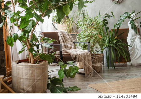 A fragment of the interior with a variety of indoor plants and plaster sculptures. Urban jungle concept. Biophilia design. 114801494