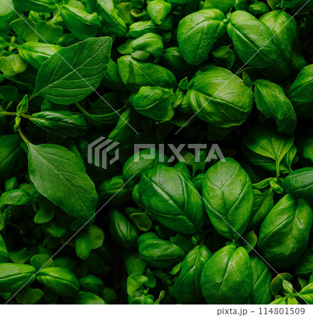 Top view of vibrant green basil leaves filling the frame, perfect as a fresh herb background Top view of vibrant green basil leaves filling the frame, perfect as a fresh herb background 114801509