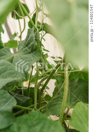 Cucumbers hang on a branch in the greenhouse. The concept of gardening and life in the country. 114801547