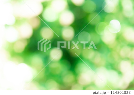 背景素材・青葉の木洩れ日 丸ボケ 玉ボケ ボケ表現 114801828