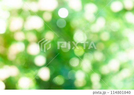 背景素材・青葉の木洩れ日 丸ボケ 玉ボケ ボケ表現 114801840