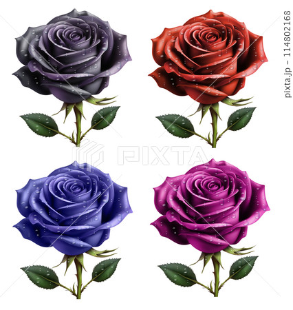 beautiful rose realistic drawing vector illustration 114802168