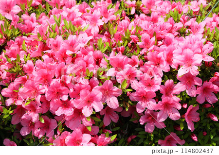 サツキの花 114802437