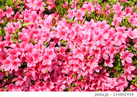 サツキの花 サツキの花 114802439