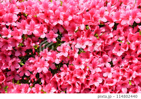 サツキの花 サツキの花 114802440