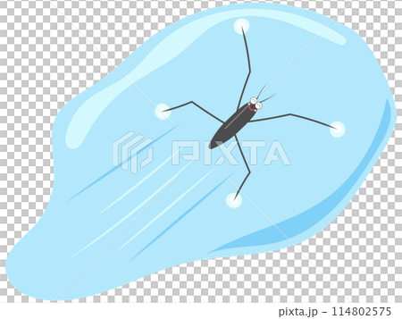 A water strider swimming smoothly A water strider swimming smoothly 114802575