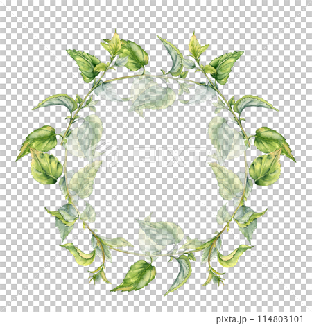 Circle frame with stem of nettle watercolor isolated on white. Illustration of the medicinal plant Urticaria dioica. Frame of stinging plant with green leaves hand drawn. For packaging herb tea 114803101