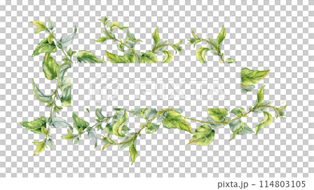 Frame with stem of nettle watercolor isolated on white. Illustration of the medicinal plant Urticaria dioica. Frame of stinging plant with green leaves hand drawn. For label, packaging, apothecary 114803105